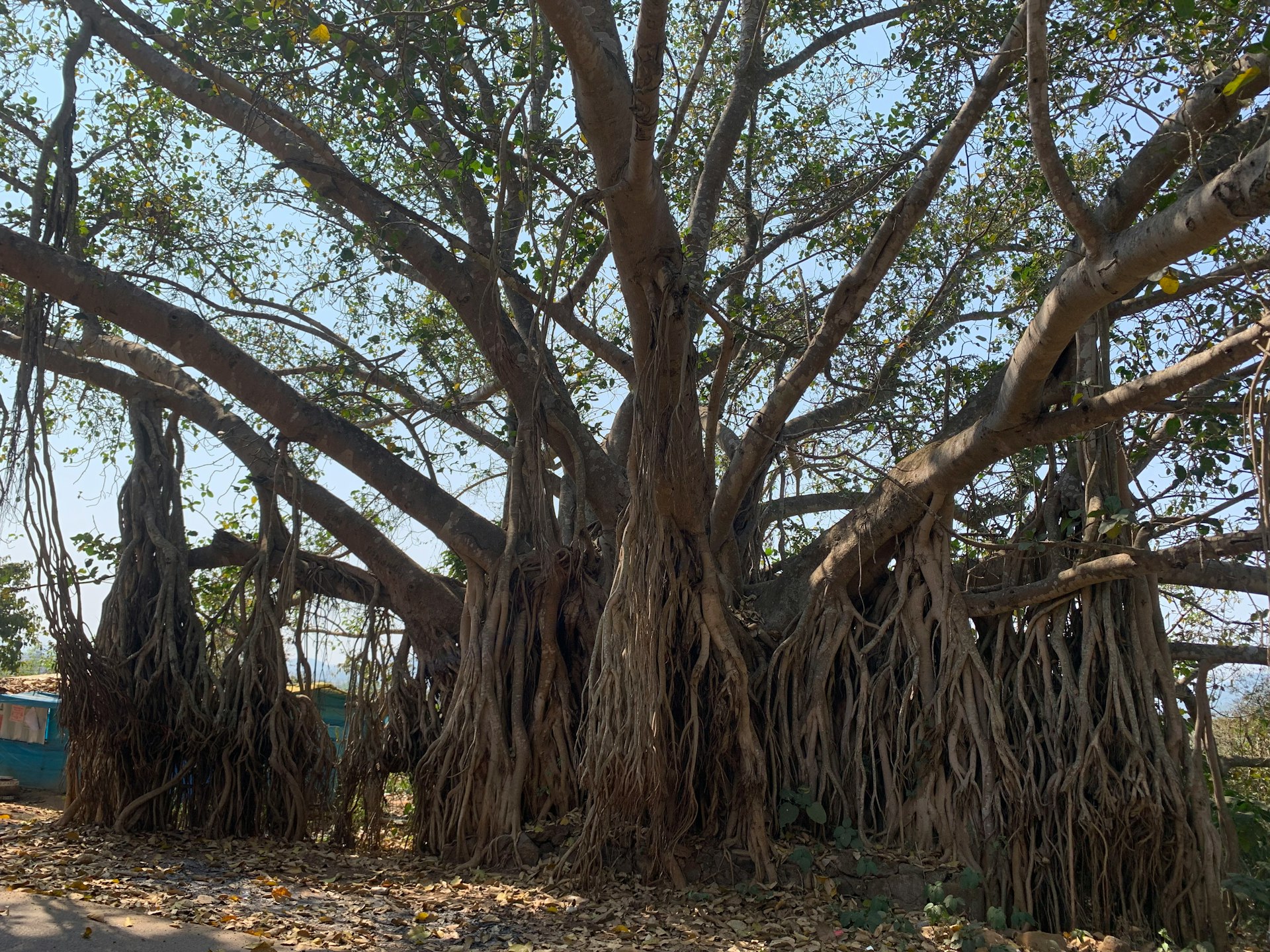 a large tree with a boat in the background